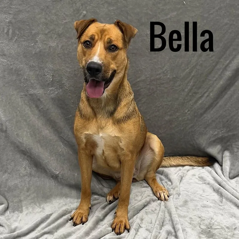 An adult medium-sized female Brown / Chocolate Mixed Breed dog named Bella for adoption in Pleasantville, NJ