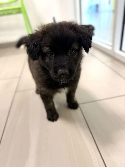 A baby small-sized male German Shepherd Dog dog named Grizzly Bear  P for adoption in Daytona Beach, FL