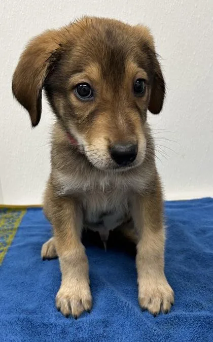A young large-sized male Cattle Dog dog named Kepler for adoption in Phoenix, AZ