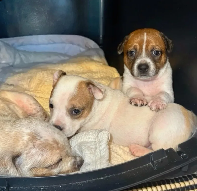 A baby medium-sized male Australian Cattle Dog / Blue Heeler dog named Dusty for adoption in Marietta, GA