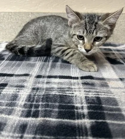 A young small-sized female Domestic Short Hair cat named Jess for adoption in Phoenix, AZ