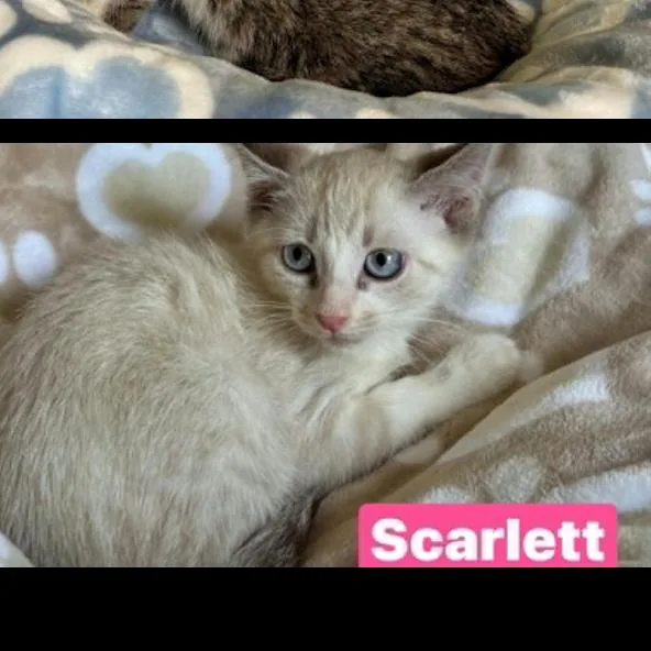 Scarlett