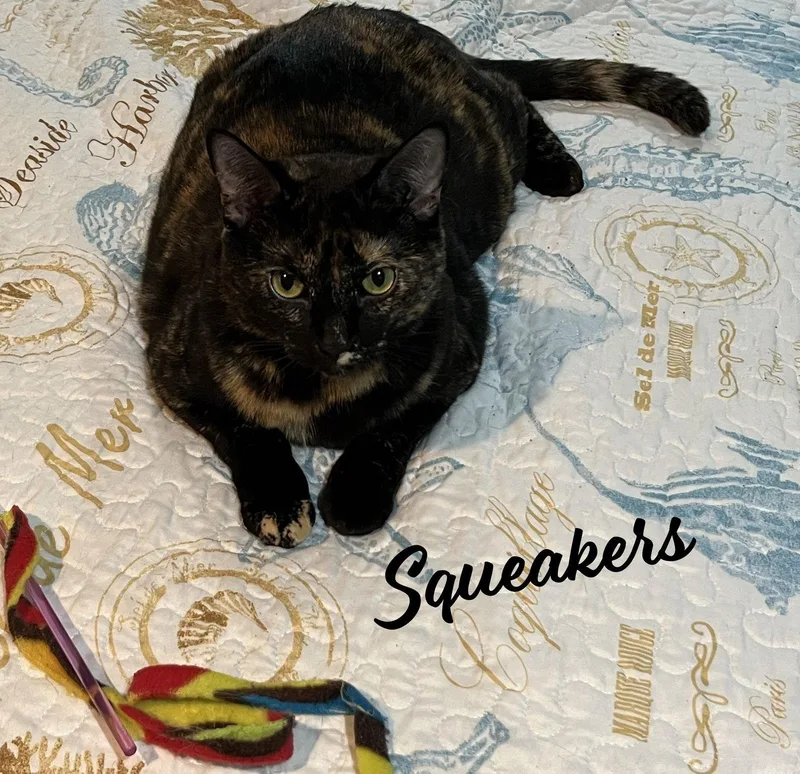 Felix & Squeakers Bondedpair thumbnail 3