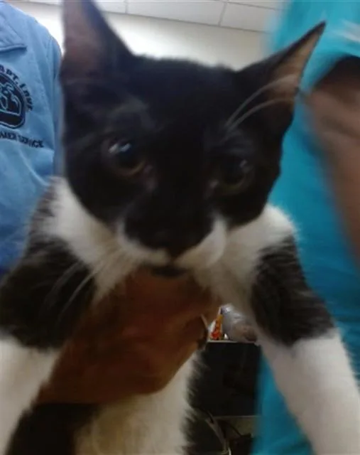 A baby small-sized male Domestic Short Hair cat named Sydney for adoption in Miami, FL
