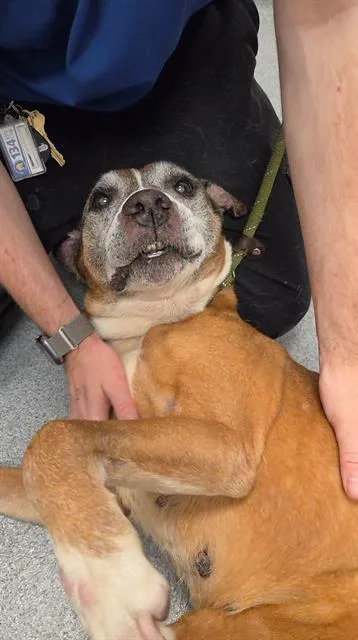 A senior medium-sized female Pit Bull Terrier dog named Venus for adoption in Indianapolis, IN