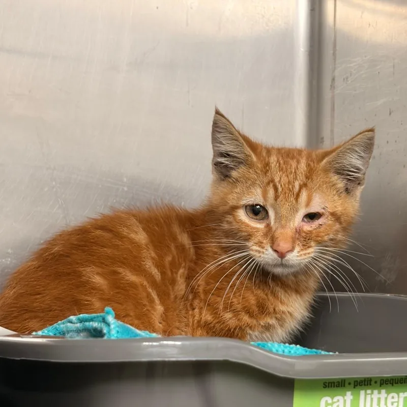 A baby small-sized male Orange / Red Domestic Short Hair cat named Dorito for adoption in Franklin, NC