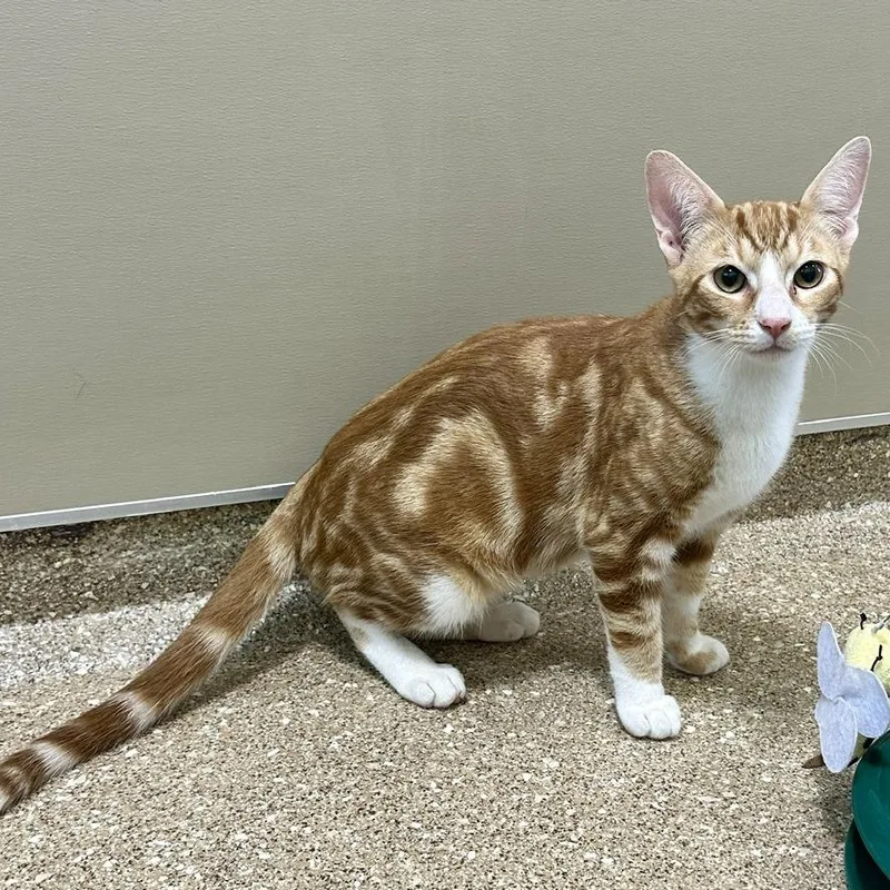 A baby small-sized male Orange / Red Domestic Short Hair cat named Cheddar for adoption in Sonoma, CA