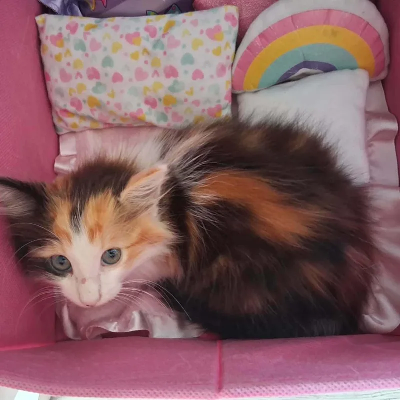 A baby small-sized female Calico Domestic Long Hair cat named Kc for adoption in Booneville, AR