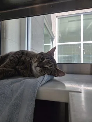 An adult medium-sized male Domestic Short Hair cat named Wizard for adoption in Westland, MI