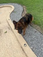 A young large-sized female Tricolor (Brown, Black, & White) German Shepherd Dog dog named Zena for adoption in Greeneville , TN