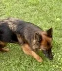 Zena thumbnail 3