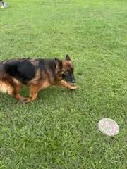 Zena thumbnail 6