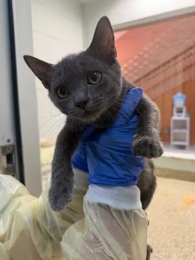 Elsa