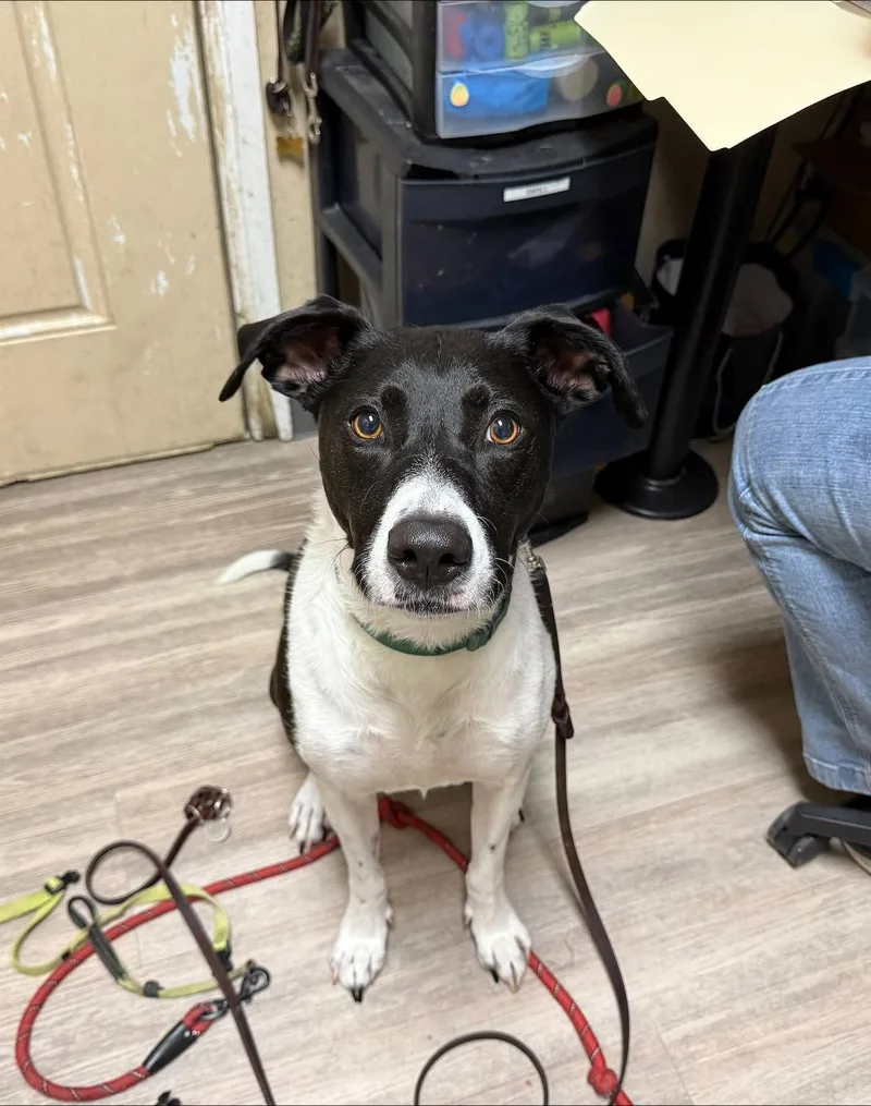 An adult medium-sized female Labrador Retriever dog named Lucy for adoption in San Diego, CA