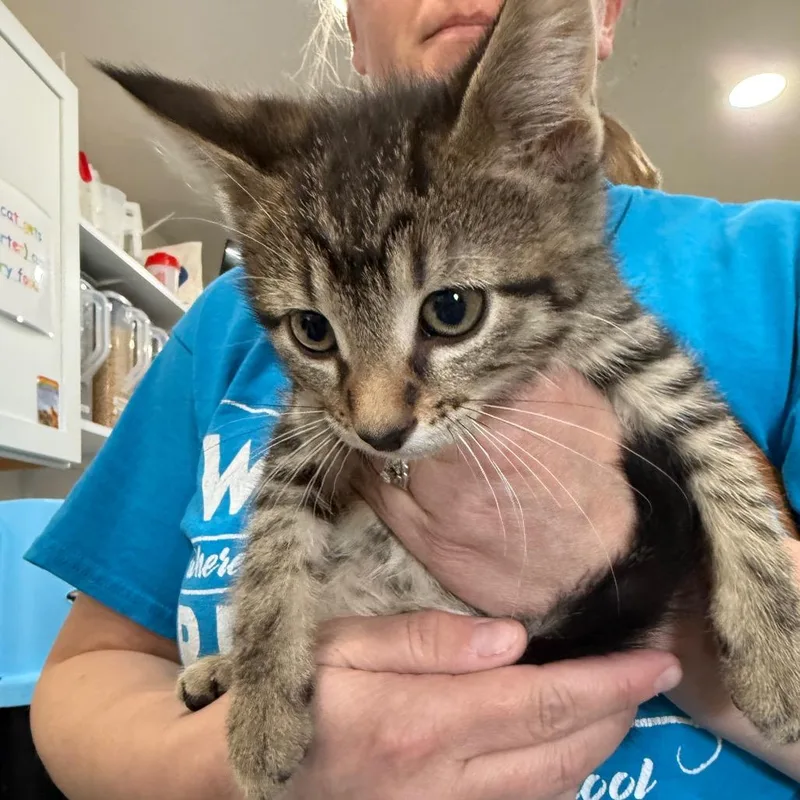 A young small-sized male Domestic Short Hair cat named Leo for adoption in Bismarck, ND