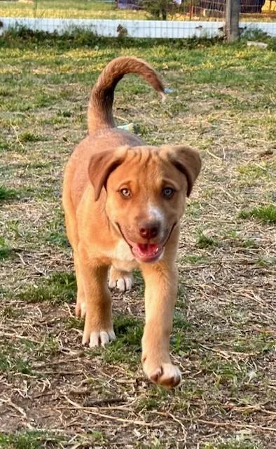 Biscuit