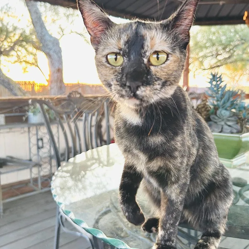 An adult medium-sized female Tortoiseshell Domestic Short Hair cat named Mocha for adoption in Floresville, TX