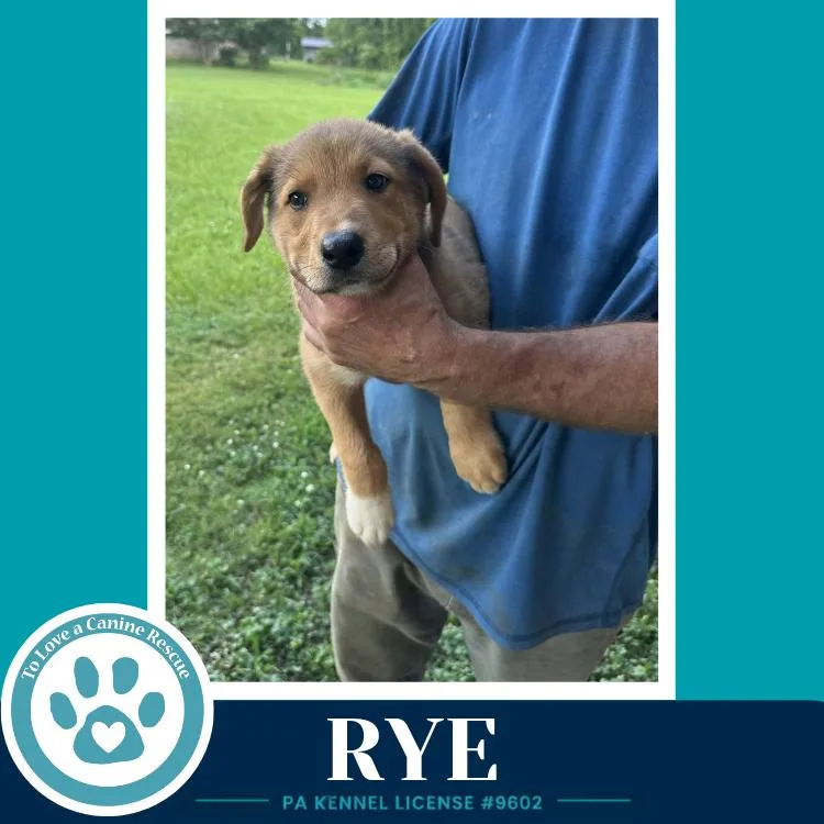 Rye