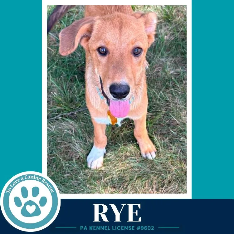 Rye thumbnail 2
