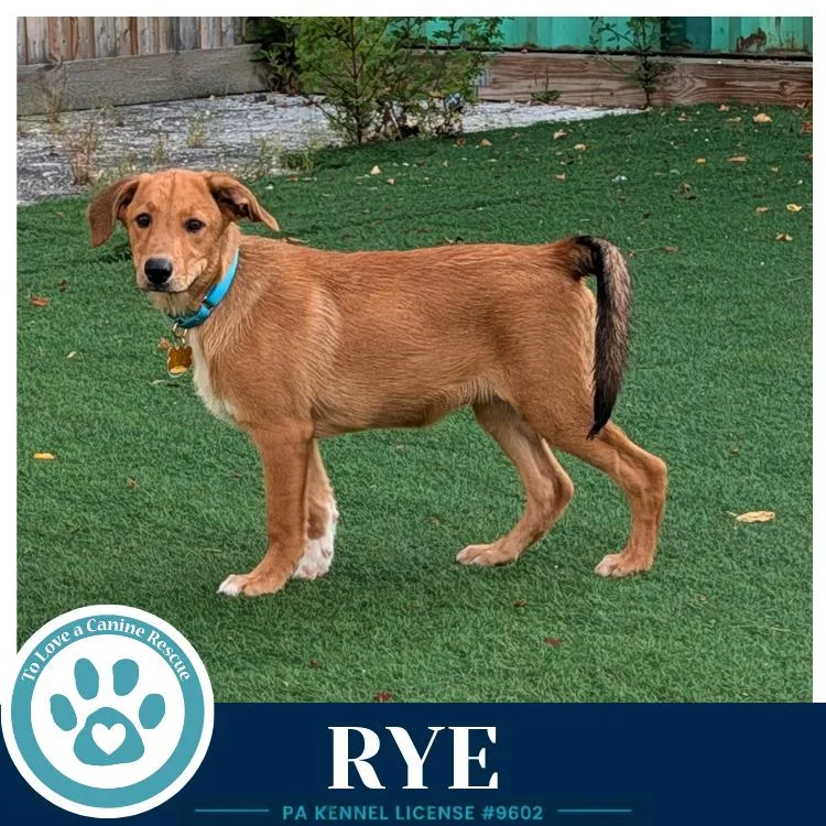 Rye thumbnail 3