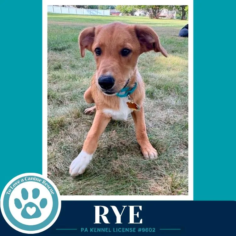 Rye thumbnail 4