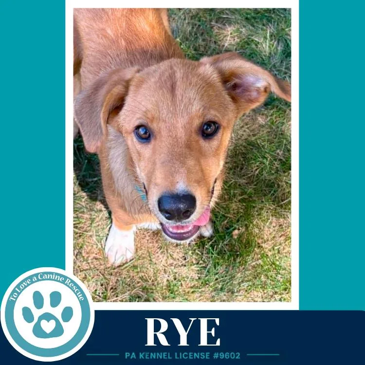 Rye thumbnail 5