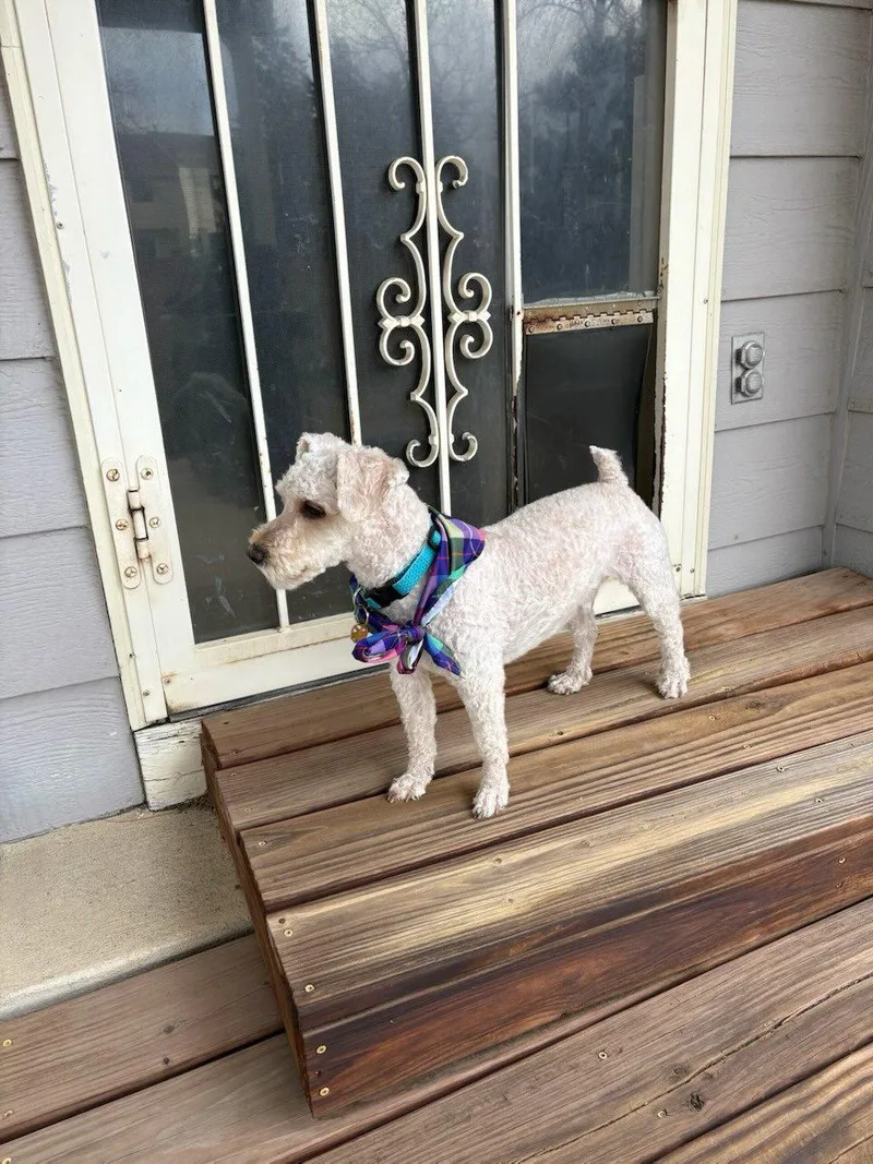An adult small-sized male Bichon Frise dog named Ramen for adoption in Fort Collins, CO