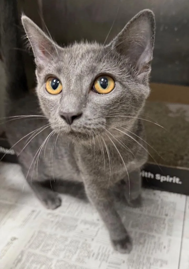 A baby medium-sized male Domestic Short Hair cat named Agent Dale Cooper for adoption in Cincinnati, OH