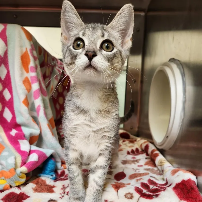 A baby small-sized female Gray / Blue / Silver Domestic Short Hair cat named Birdie for adoption in York, PA