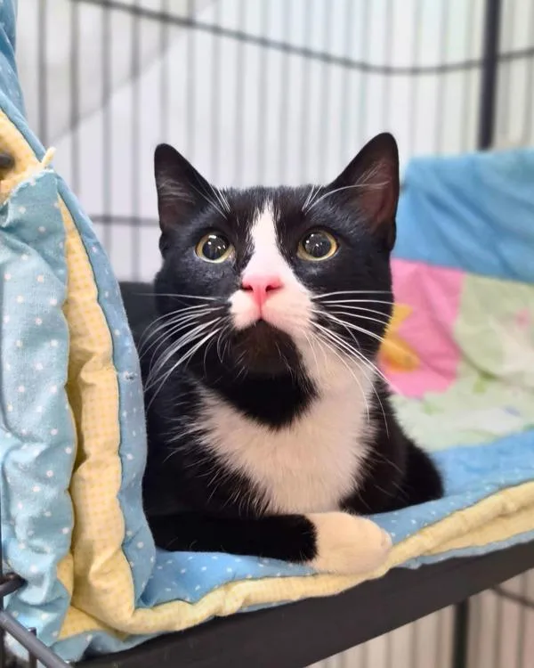A young small-sized male Domestic Short Hair cat named Scooter for adoption in Novato, CA