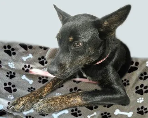 A young small-sized female Australian Cattle Dog / Blue Heeler dog named Willow for adoption in Tucson, AZ