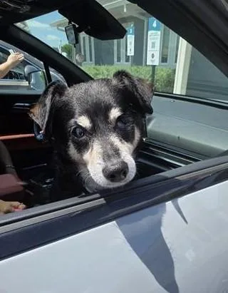 A senior small-sized male Rat Terrier dog named Adam for adoption in San Antonio, TX