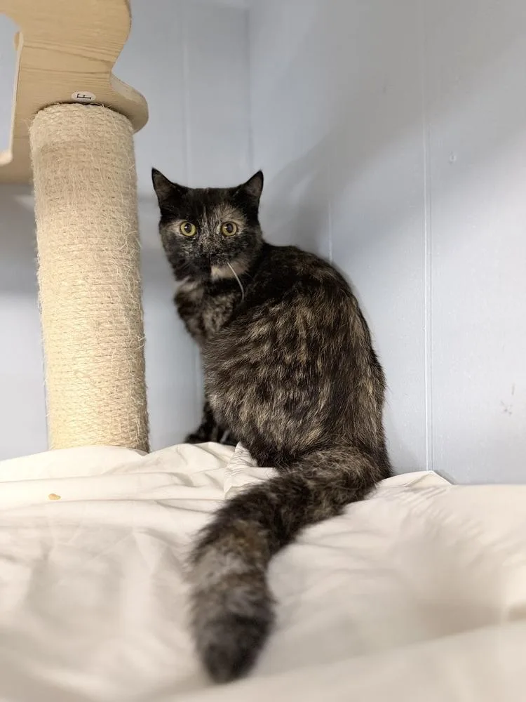 A young medium-sized female Domestic Short Hair cat named Opal for adoption in Richmond, IN