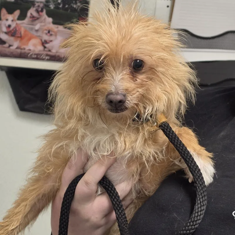 An adult small-sized female Yellow / Tan / Blond / Fawn Mixed Breed dog named Little Deborah for adoption in Troy, IL
