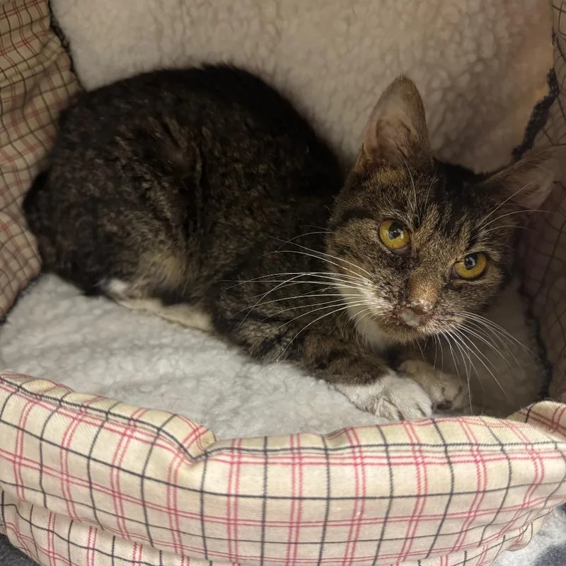 A young small-sized female Brown / Chocolate Domestic Short Hair cat named Sienna for adoption in Redwood Falls, MN