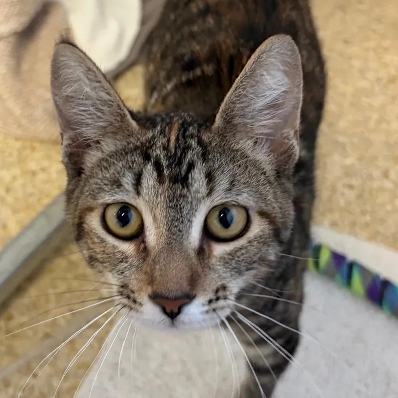 A baby small-sized female Brown / Chocolate Domestic Short Hair cat named Khaleesi for adoption in Santa Barbara, CA