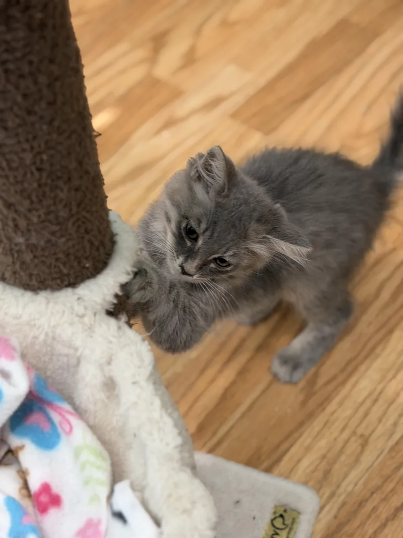 Queen Ilsa thumbnail 3