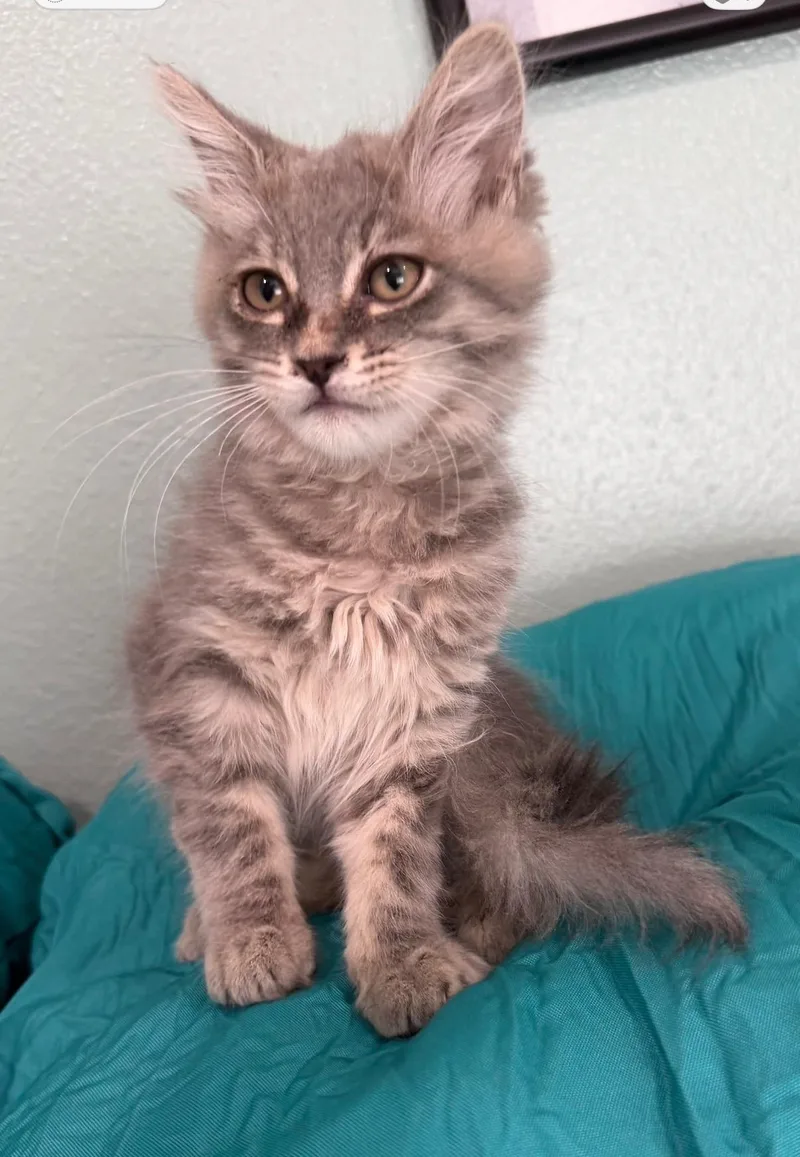 Queen Ilsa thumbnail 4
