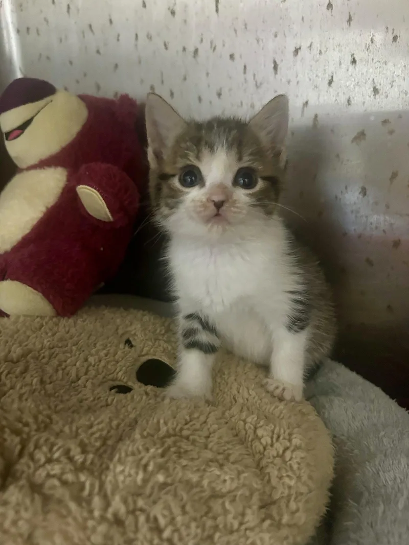 A baby medium-sized male Gray / Blue / Silver Domestic Short Hair cat named Johnny Cage for adoption in Sanford, NC