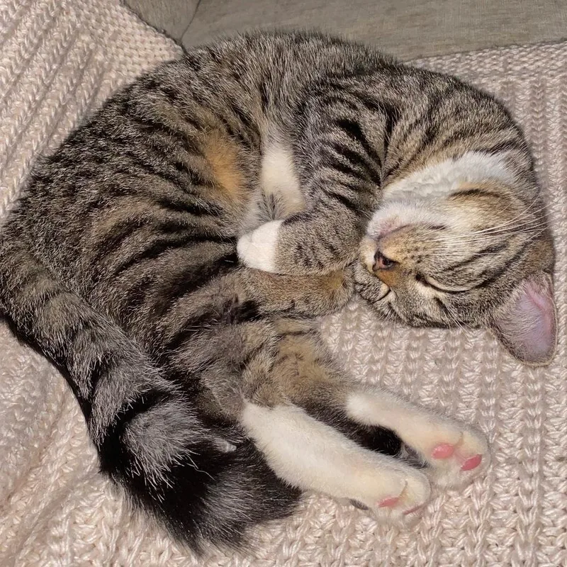 A young medium-sized female Brown / Chocolate American Shorthair cat named Lightning for adoption in Silver Spring, MD