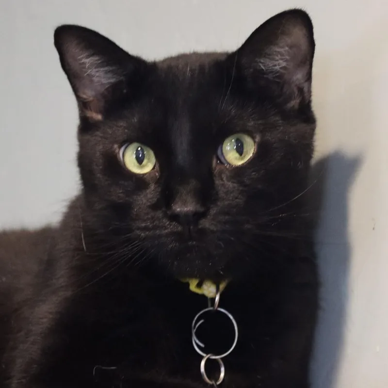 A senior small-sized male Black Domestic Short Hair cat named Zucker for adoption in Tucson, AZ