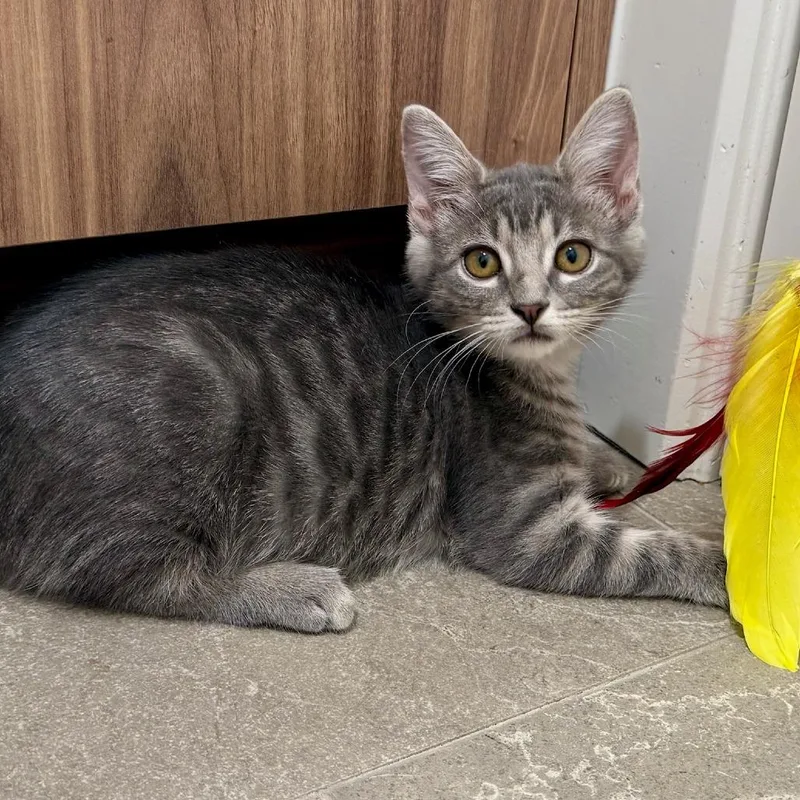 A baby small-sized female Gray / Blue / Silver Domestic Short Hair cat named Mocha for adoption in Houston, TX