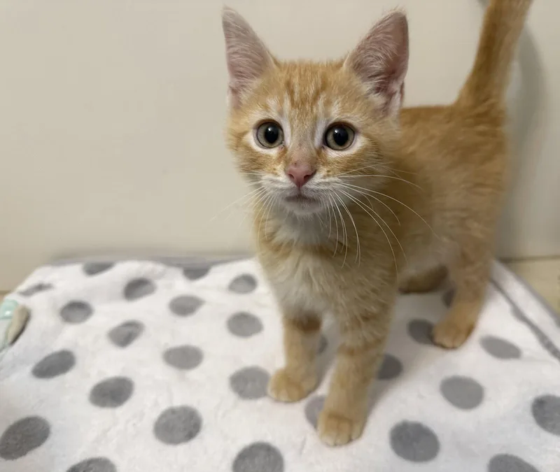 A baby medium-sized male Tabby (Orange / Red) Tabby cat named Elliott for adoption in Georgetown, KY