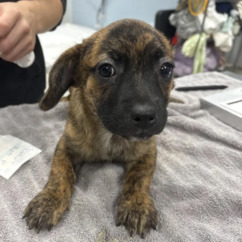 A baby small-sized female Brindle Mixed Breed dog named Pebbler for adoption in Milton, FL