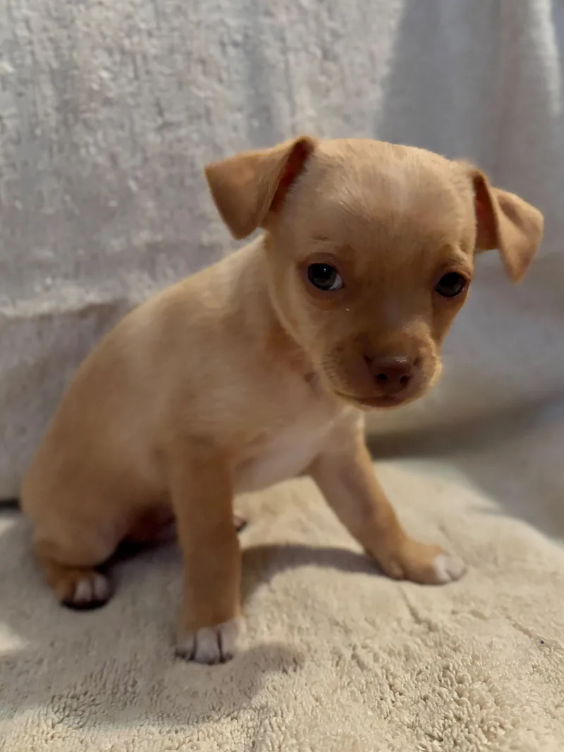 A baby small-sized male Chihuahua dog named Teeny Weenie for adoption in Discovery Bay, CA