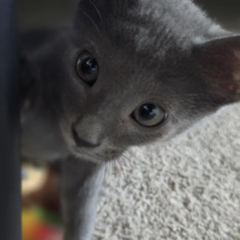 A baby medium-sized male Gray / Blue / Silver Domestic Short Hair cat named Skywhale for adoption in Hartville, OH