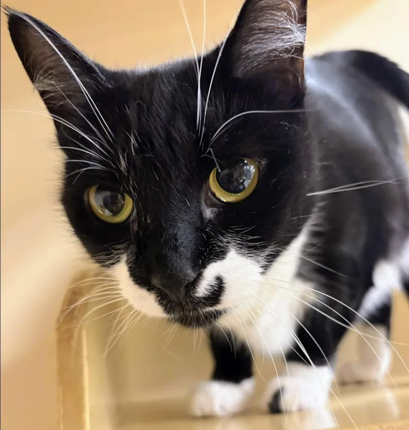 An adult medium-sized female Black & White / Tuxedo Tuxedo cat named Cookie for adoption in Pearland, TX