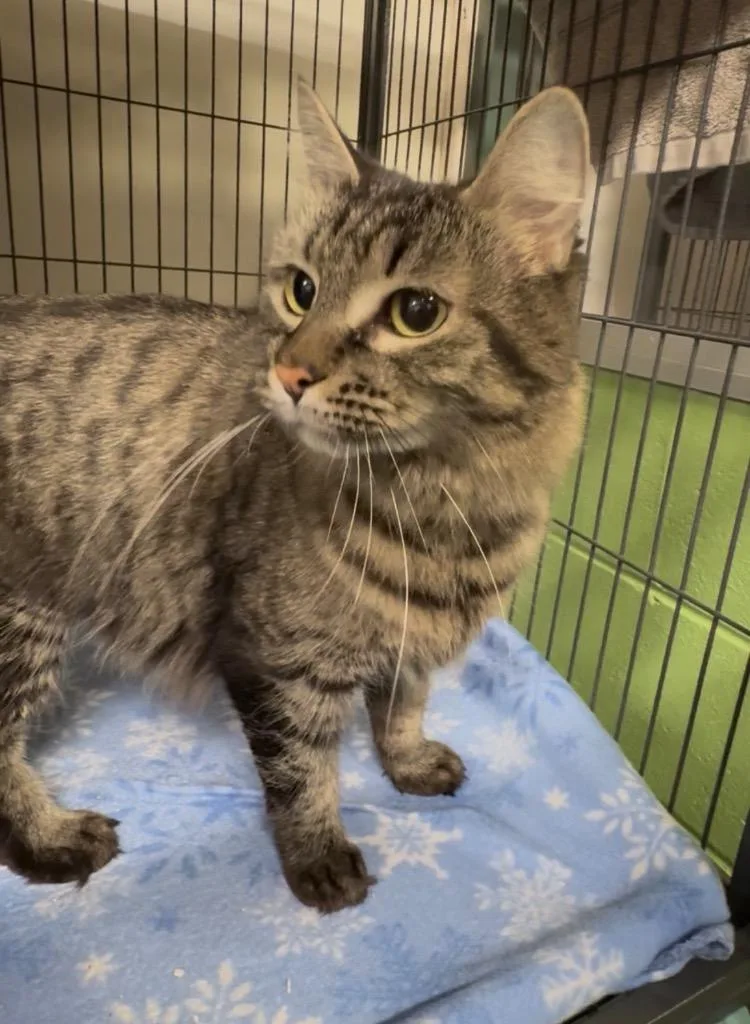 An adult medium-sized female Domestic Medium Hair cat named Lily for adoption in St. Albans, VT