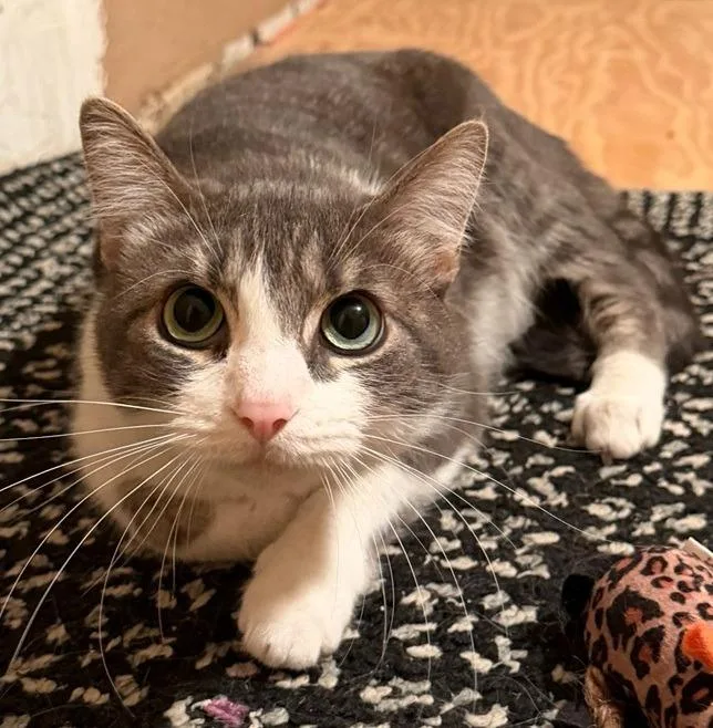 A young medium-sized female Domestic Short Hair cat named Minnie Silo for adoption in Richland Hills, TX
