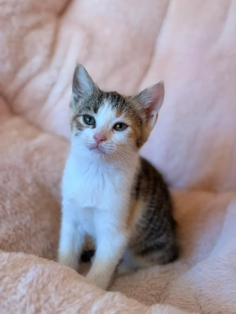 A baby medium-sized female Calico Domestic Short Hair cat named Calliope for adoption in Aberdeen, NC
